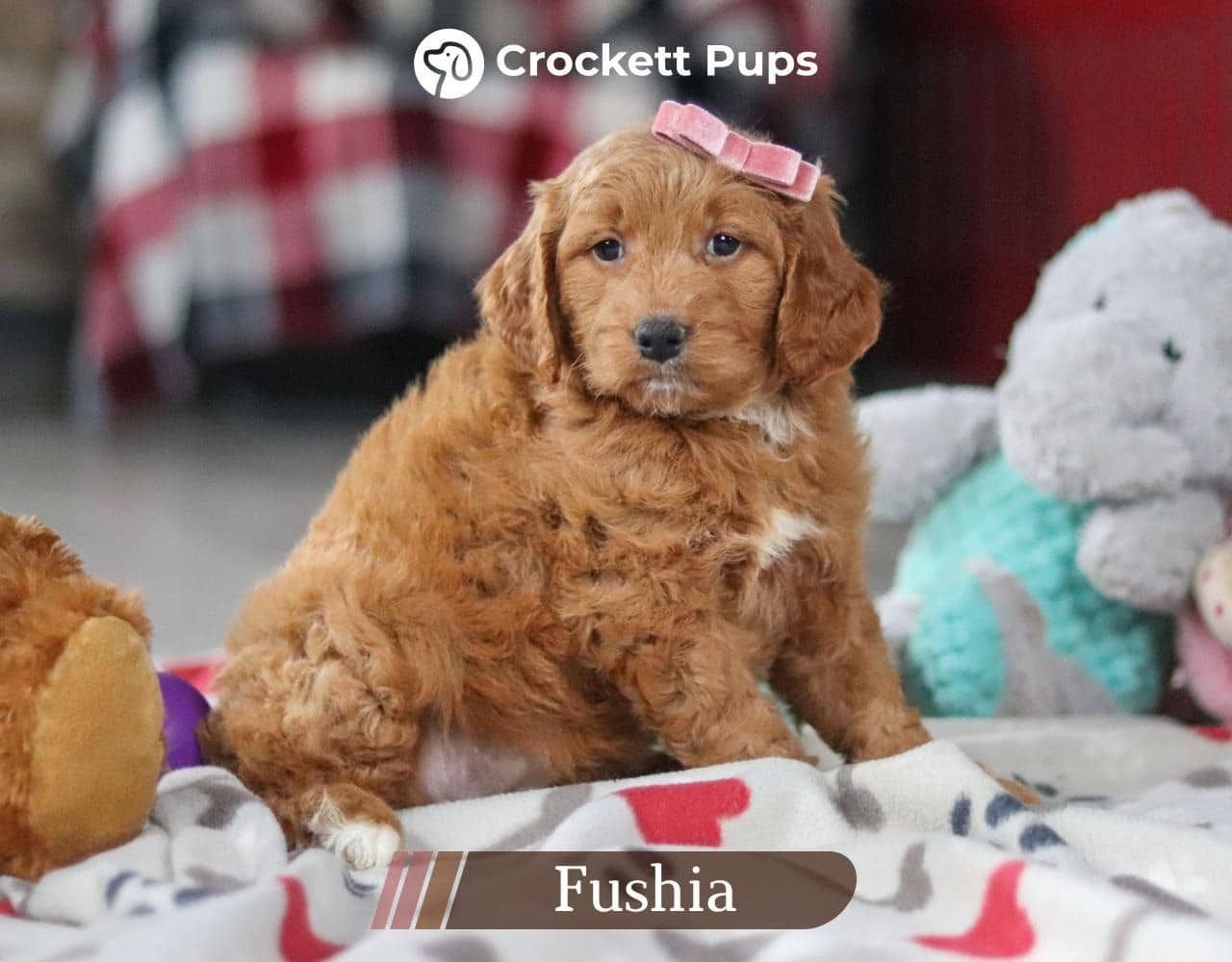 Female Mini Golden Retriever Pup - Fushia