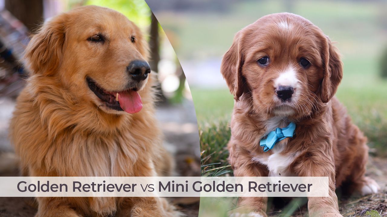 Golden Retriever vs Mini Golden Retriever