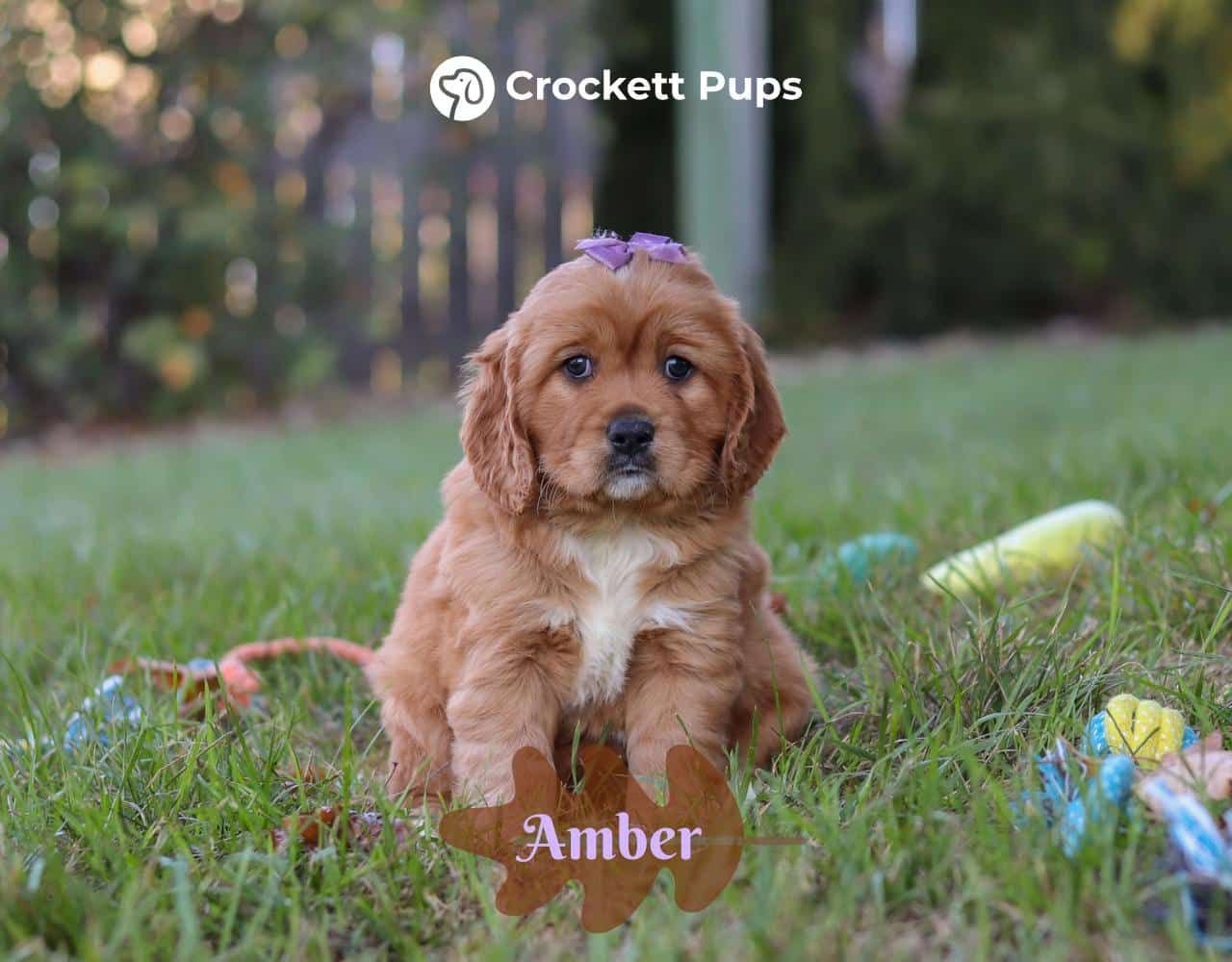Female Mini Golden Retriever Pup - Amber