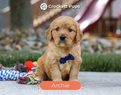 Male Mini Golden Retriever Pup - Archie