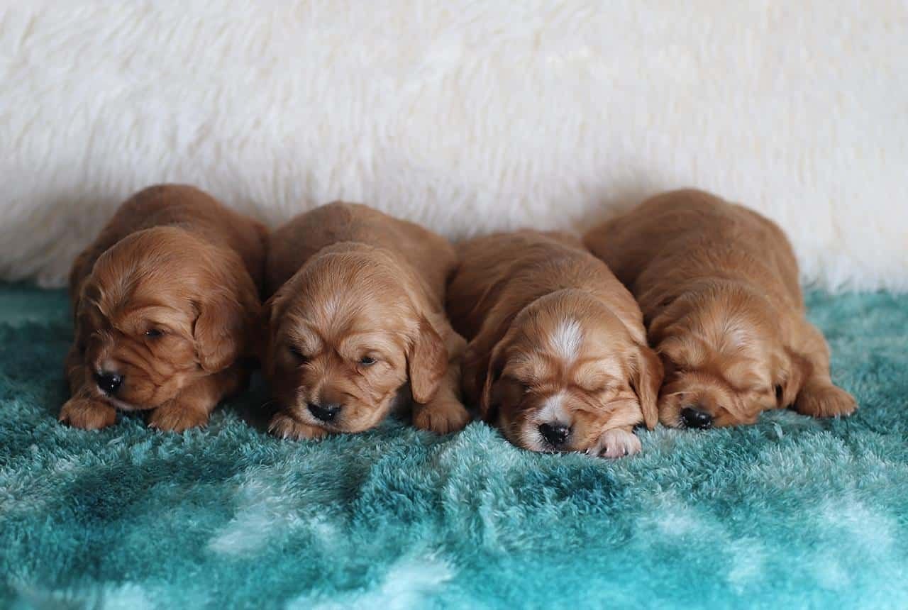 Mini Golden Retriever Pups - Coming June 27, 2025