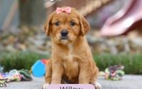Female Mini Golden Retriever Pup - Willow