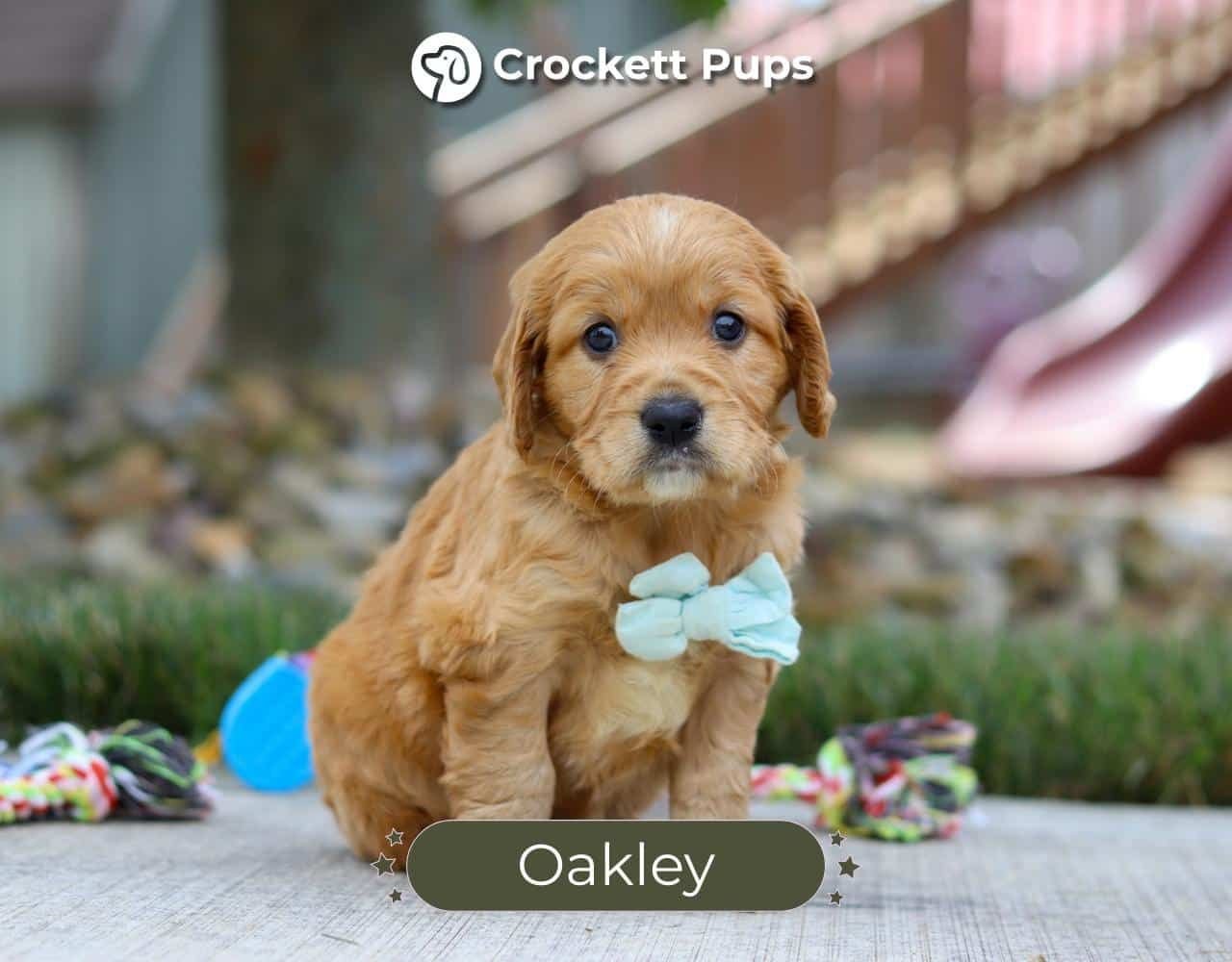 Male Mini Golden Retriever Pup - Oakley