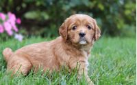 Female Mini Golden Retriever Pup - Bailey