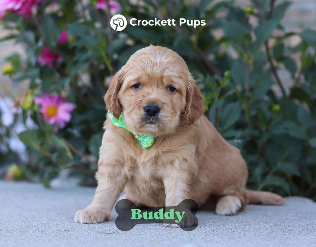 Male Mini Golden Retriever Pup - Buddy
