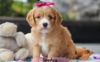 Female Mini Golden Retriever Pup - Sophia