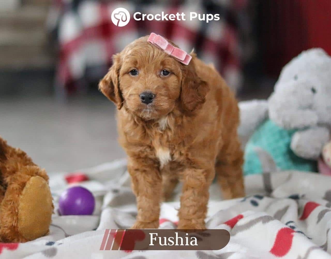Female Mini Golden Retriever Pup - Fushia