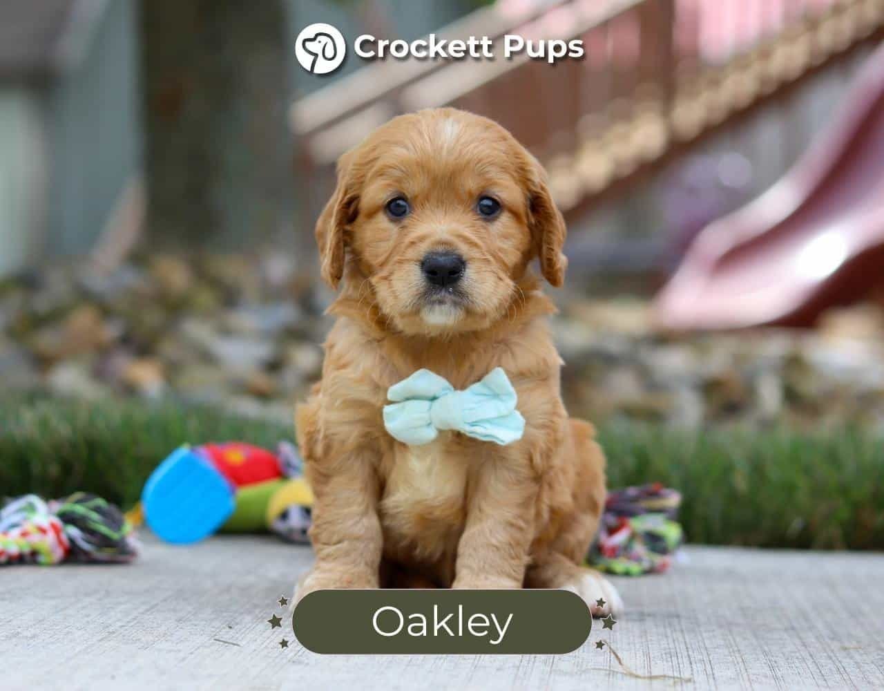 Male Mini Golden Retriever Pup - Oakley