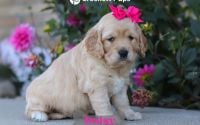 Female Mini Golden Retriever Pup - Daisy