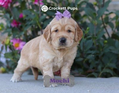 Female Mini Golden Retriever Pup - Mochi