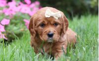 Female Mini Golden Retriever Pup - Bella