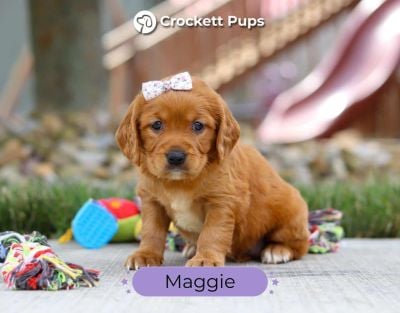 Female Mini Golden Retriever Pup - Maggie
