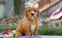 Female Mini Golden Retriever Pup - Ella