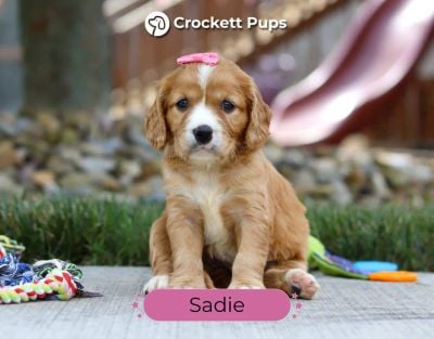 Female Mini Golden Retriever Pup - Sadie