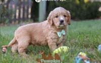 Male Mini Golden Retriever Pup - Pumpkin