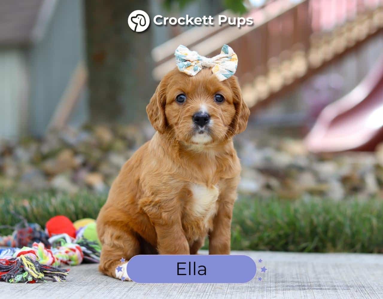 Female Mini Golden Retriever Pup - Ella