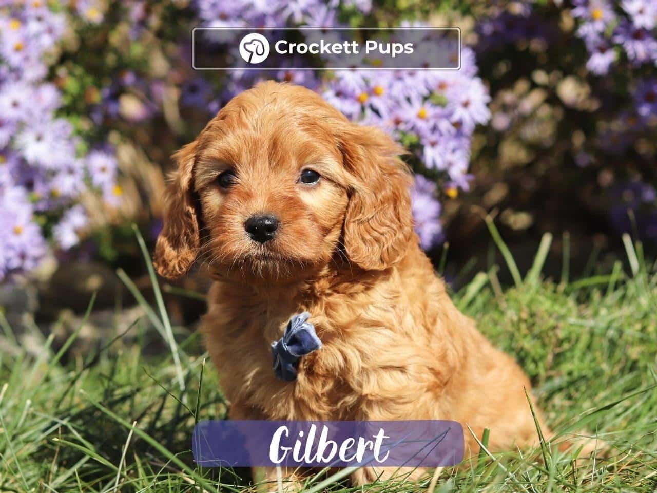 Male Mini Golden Retriever Pup - Gilbert