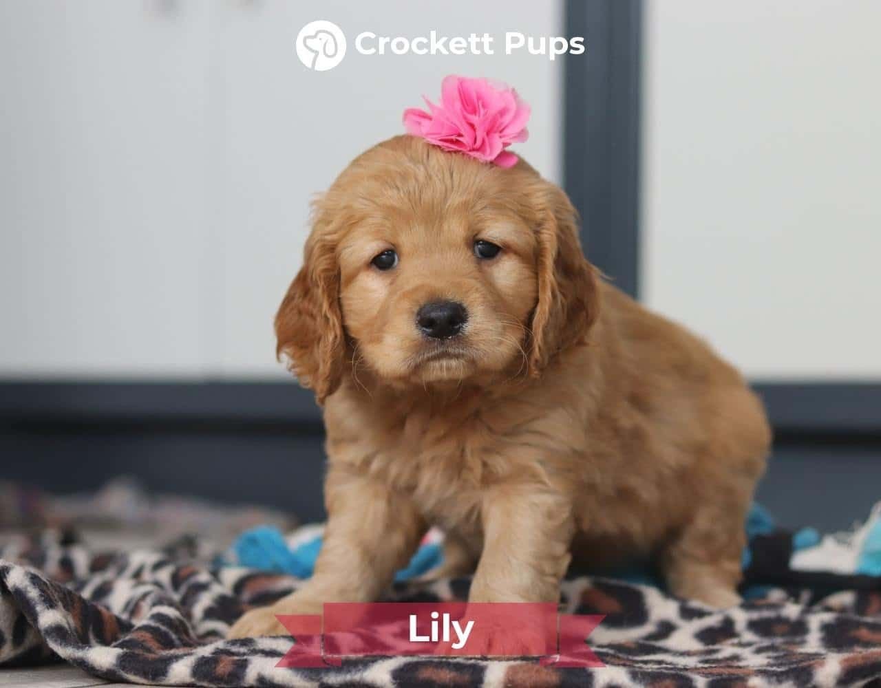 Female Mini Golden Retriever Pup - Lily