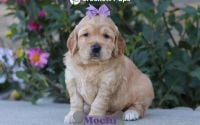 Female Mini Golden Retriever Pup - Mochi