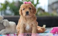 Female Mini Golden Retriever Pup - Ava