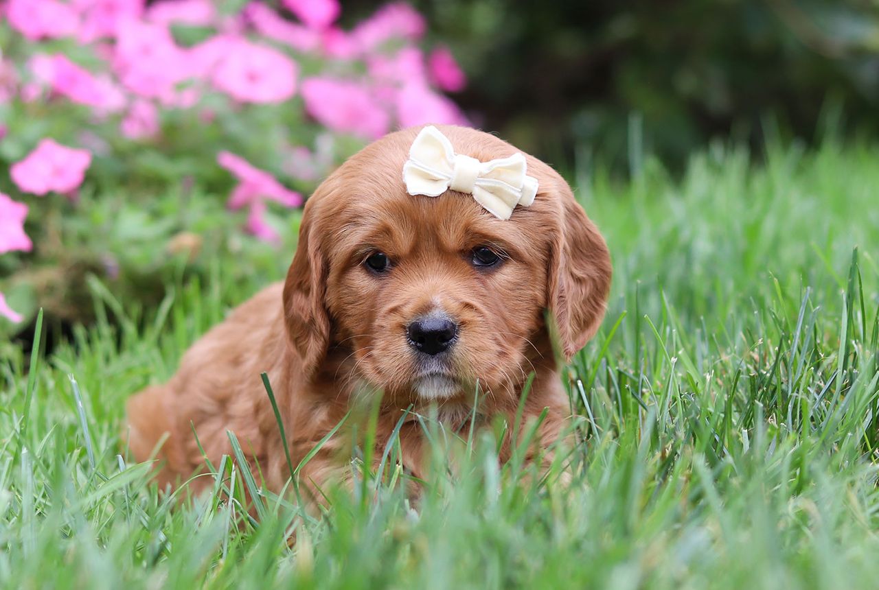 Female Mini Golden Retriever Pup - Bella