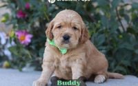 Male Mini Golden Retriever Pup - Buddy
