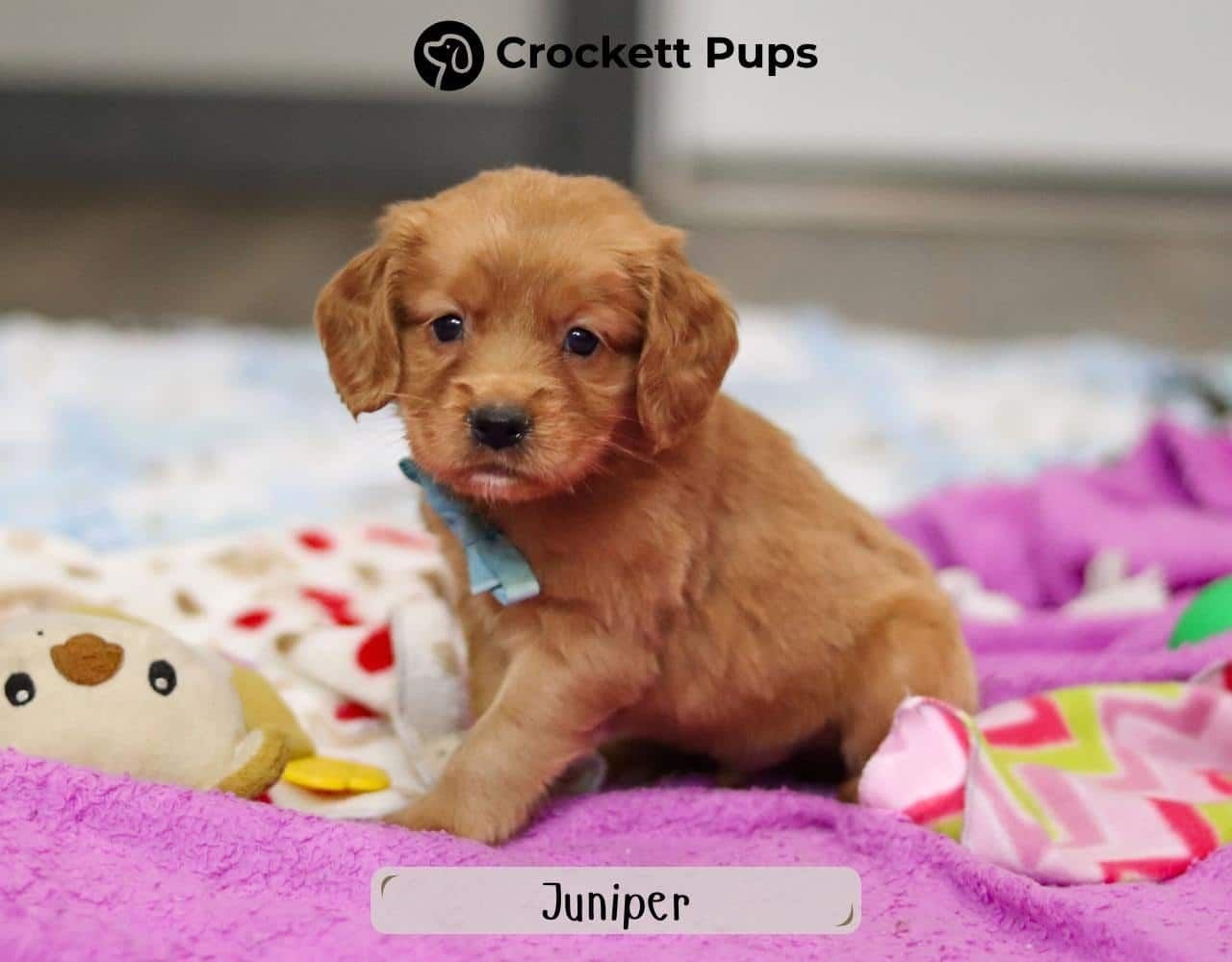 Male Mini Golden Retriever Pup - Juniper