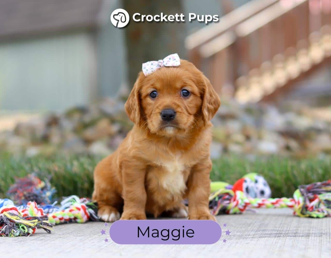 Female Mini Golden Retriever Pup - Maggie