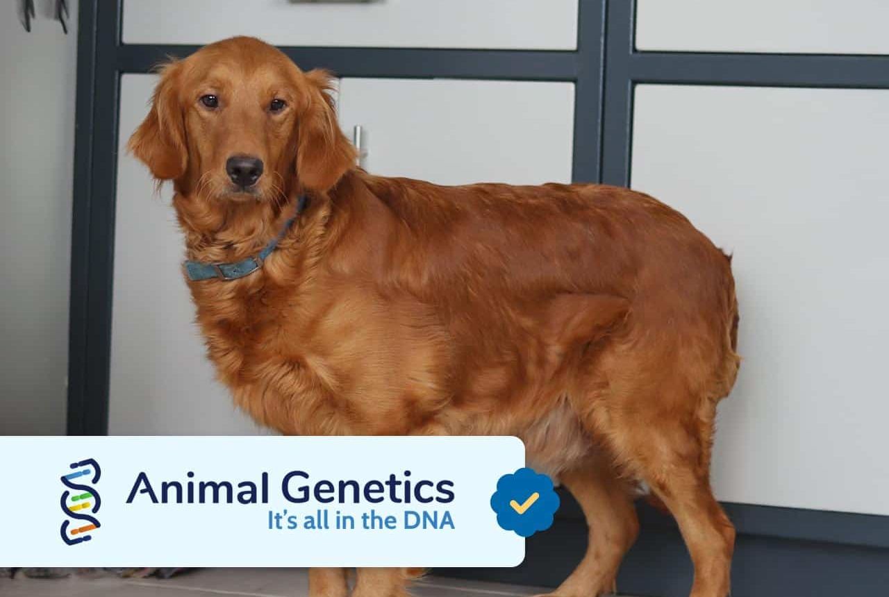Golden Retriver Mom - Penny