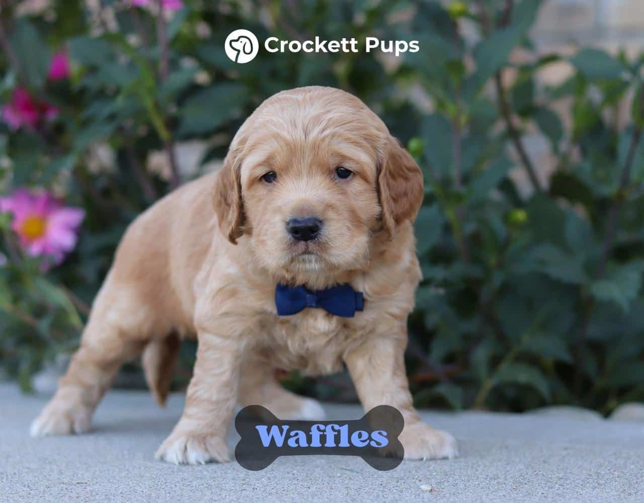Male Mini Golden Retriever Pup - Waffles
