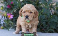 Male Mini Golden Retriever Pup - Buddy