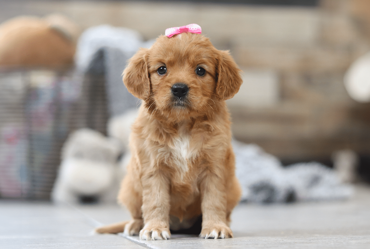 Female Golden Cavalier