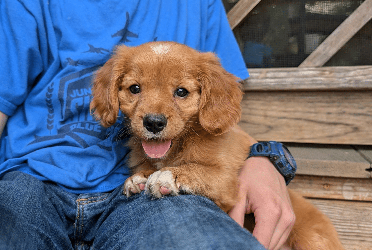 Mini Golden Retriever puppy Buddy, a new addition to the family