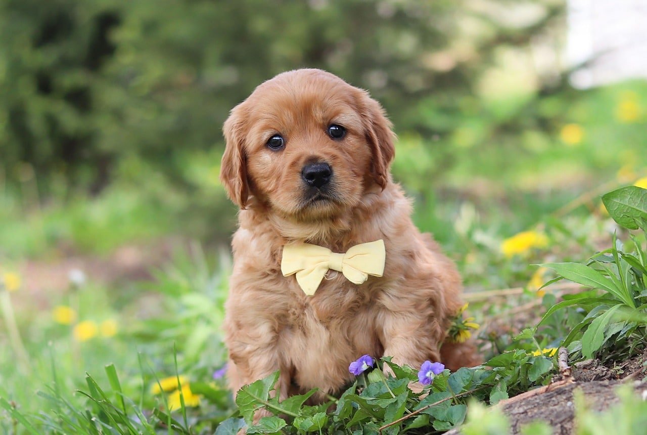 Beautiful Mini Golden Retriever Puppy