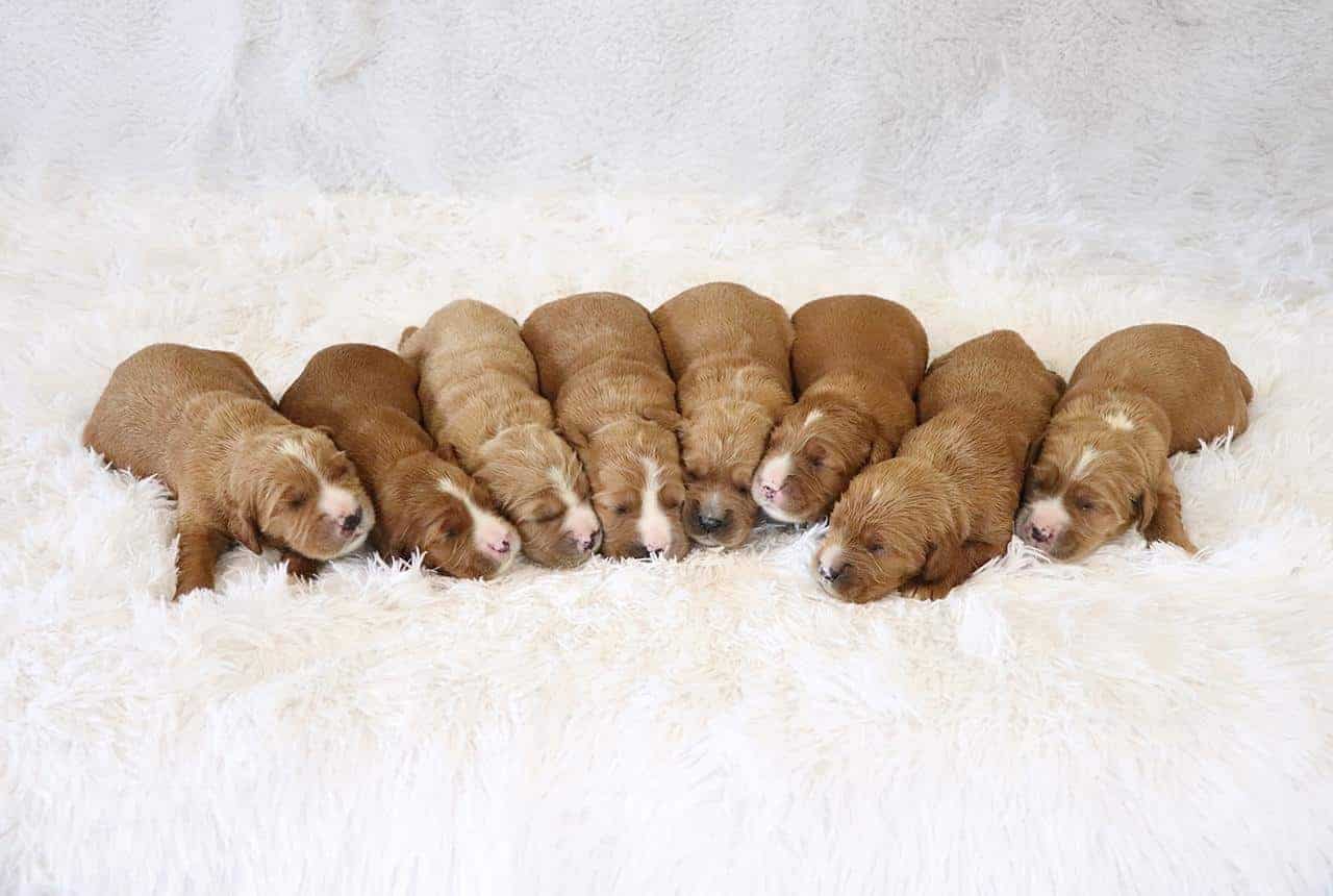 Mini Golden Retriever Puppies Size