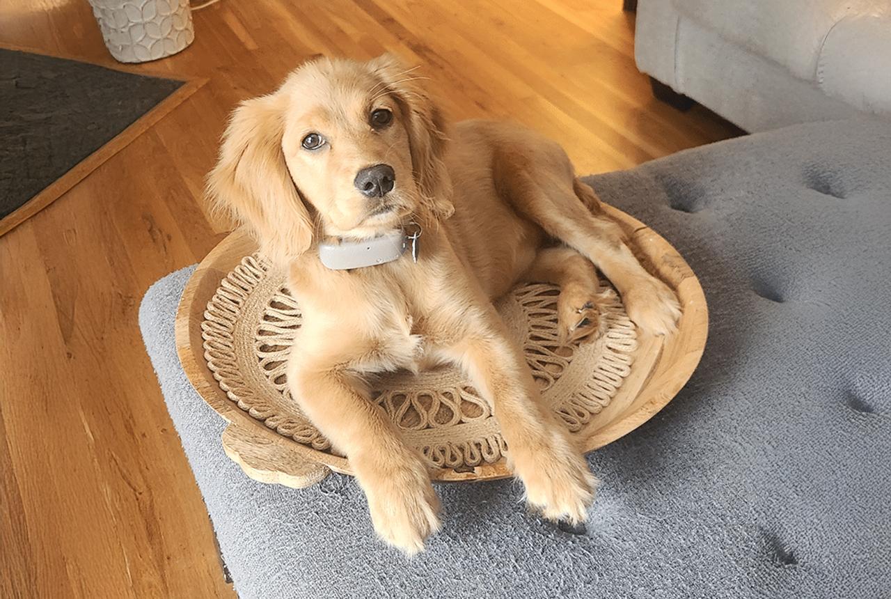 Perfect Sized Mini Golden dog