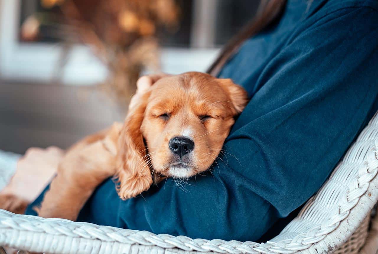 Beautiful Mini Golden Puppy with owner